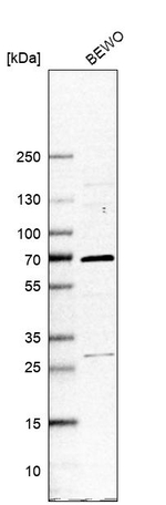 LXR alpha Antibody in Western Blot (WB)