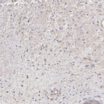 ADAMTS9 Polyclonal Antibody