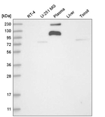 ADAMTS9 Antibody in Western Blot (WB)