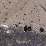 Connexin 29 Polyclonal Antibody