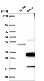 Connexin 29 Antibody in Western Blot (WB)