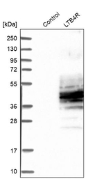LTB4R Antibody in Western Blot (WB)