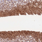Ubiquitin B Polyclonal Antibody