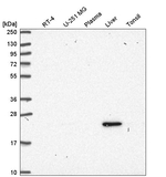 Ubiquitin B Antibody in Western Blot (WB)