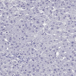 PDE6A Antibody in Immunohistochemistry (Paraffin) (IHC (P))