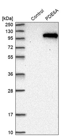 PDE6A Antibody in Western Blot (WB)