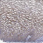 TMPRSS11D Polyclonal Antibody