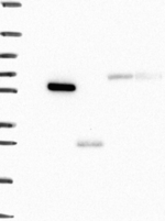 TMPRSS11D Antibody in Western Blot (WB)