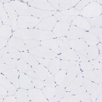 FOXP2 Antibody in Immunohistochemistry (Paraffin) (IHC (P))