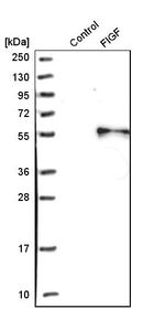 VEGFD Antibody in Western Blot (WB)