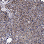 FKBP12 Polyclonal Antibody