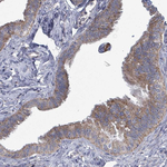 FKBP12 Antibody in Immunohistochemistry (Paraffin) (IHC (P))