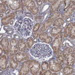 FKBP12 Antibody in Immunohistochemistry (Paraffin) (IHC (P))