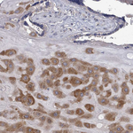 FKBP12 Antibody in Immunohistochemistry (Paraffin) (IHC (P))