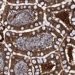 PCYT2 Antibody in Immunohistochemistry (Paraffin) (IHC (P))