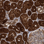 PCYT2 Antibody in Immunohistochemistry (Paraffin) (IHC (P))