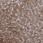 PCYT2 Antibody in Immunohistochemistry (Paraffin) (IHC (P))