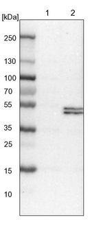 PCYT2 Antibody in Western Blot (WB)