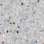 GPR19 Antibody in Immunohistochemistry (Paraffin) (IHC (P))