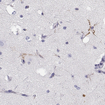 GPR26 Polyclonal Antibody