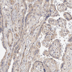 ADAMTS9 Antibody in Immunohistochemistry (Paraffin) (IHC (P))