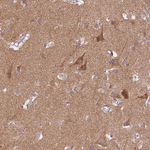 Prokineticin Receptor 2 Antibody in Immunohistochemistry (Paraffin) (IHC (P))