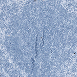 LGR7 Antibody in Immunohistochemistry (Paraffin) (IHC (P))