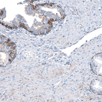 LGR7 Antibody in Immunohistochemistry (Paraffin) (IHC (P))