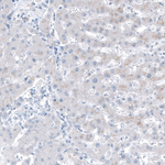 LGR7 Antibody in Immunohistochemistry (Paraffin) (IHC (P))