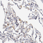 PCSK6 Antibody in Immunohistochemistry (Paraffin) (IHC (P))