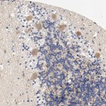 PCSK6 Antibody in Immunohistochemistry (Paraffin) (IHC (P))