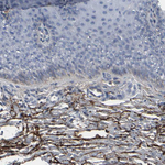 Versican Antibody in Immunohistochemistry (Paraffin) (IHC (P))