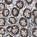 LPAR5 Antibody in Immunohistochemistry (Paraffin) (IHC (P))