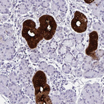 Kallikrein 1 Polyclonal Antibody