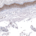 MRGPRX2 Antibody in Immunohistochemistry (Paraffin) (IHC (P))