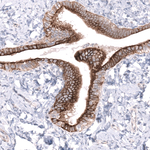 MRGPRX2 Antibody in Immunohistochemistry (Paraffin) (IHC (P))