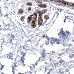 MRGPRX2 Antibody in Immunohistochemistry (Paraffin) (IHC (P))