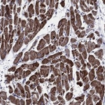 NDUFA4 Polyclonal Antibody