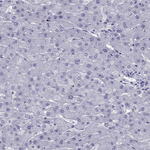 PDE6A Antibody in Immunohistochemistry (Paraffin) (IHC (P))
