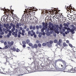 PDE6A Antibody in Immunohistochemistry (Paraffin) (IHC (P))
