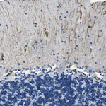 PTH2R Antibody in Immunohistochemistry (Paraffin) (IHC (P))