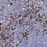GPR171 Polyclonal Antibody