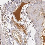 LBP Polyclonal Antibody