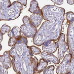 Intestinal Alkaline Phosphatase Polyclonal Antibody