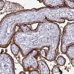 Intestinal Alkaline Phosphatase Polyclonal Antibody