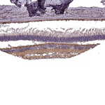 mGluR6 Polyclonal Antibody