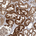 WNT16 Polyclonal Antibody