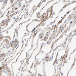 ITGA8 Antibody in Immunohistochemistry (Paraffin) (IHC (P))