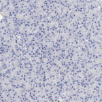 ITGA8 Antibody in Immunohistochemistry (Paraffin) (IHC (P))