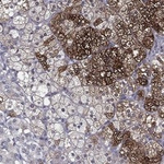 PCSK1 Antibody in Immunohistochemistry (Paraffin) (IHC (P))